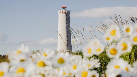Grótta