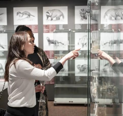 Hið íslenska reðasafn